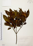 中文名:茜草樹(S089820)學名:Randia cochinchinensis (Lour.) Merr.(S089820)英文名:Cochinchina Randia