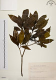 中文名:茜草樹(S089983)學名:Randia cochinchinensis (Lour.) Merr.(S089983)英文名:Cochinchina Randia