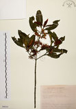 中文名:茜草樹(S090181)學名:Randia cochinchinensis (Lour.) Merr.(S090181)英文名:Cochinchina Randia