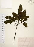 中文名:茜草樹(S090305)學名:Randia cochinchinensis (Lour.) Merr.(S090305)英文名:Cochinchina Randia