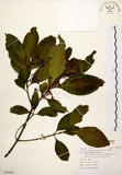 中文名:茜草樹(S091086)學名:Randia cochinchinensis (Lour.) Merr.(S091086)英文名:Cochinchina Randia