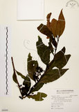 中文名:茜草樹(S094400)學名:Randia cochinchinensis (Lour.) Merr.(S094400)英文名:Cochinchina Randia