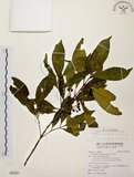 中文名:茜草樹(S095045)學名:Randia cochinchinensis (Lour.) Merr.(S095045)英文名:Cochinchina Randia