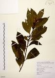 中文名:茜草樹(S099056)學名:Randia cochinchinensis (Lour.) Merr.(S099056)英文名:Cochinchina Randia