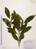 中文名:茜草樹(S103513)學名:Randia cochinchinensis (Lour.) Merr.(S103513)英文名:Cochinchina Randia