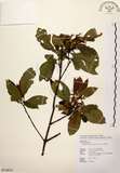 中文名:茜草樹(S114870)學名:Randia cochinchinensis (Lour.) Merr.(S114870)英文名:Cochinchina Randia