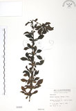 中文名:對面花(S000406)學名:Randia spinosa (Thunb.) Poir.(S000406)英文名:Spiny Randia