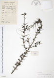 中文名:對面花(S028807)學名:Randia spinosa (Thunb.) Poir.(S028807)英文名:Spiny Randia