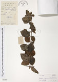中文名:對面花(S041042)學名:Randia spinosa (Thunb.) Poir.(S041042)英文名:Spiny Randia