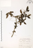 中文名:對面花(S066053)學名:Randia spinosa (Thunb.) Poir.(S066053)英文名:Spiny Randia