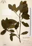 中文名:降真香(S003032)學名:Acronychia pedunculata (L.) Miq.(S003032)英文名:Acronychia