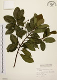 中文名:降真香(S015251)學名:Acronychia pedunculata (L.) Miq.(S015251)英文名:Acronychia