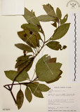 中文名:降真香(S017620)學名:Acronychia pedunculata (L.) Miq.(S017620)英文名:Acronychia