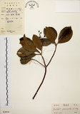 中文名:降真香(S028936)學名:Acronychia pedunculata (L.) Miq.(S028936)英文名:Acronychia