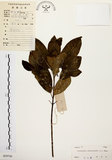 中文名:降真香(S029745)學名:Acronychia pedunculata (L.) Miq.(S029745)英文名:Acronychia