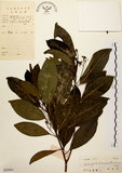 中文名:降真香(S032821)學名:Acronychia pedunculata (L.) Miq.(S032821)英文名:Acronychia
