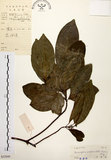 中文名:降真香(S032949)學名:Acronychia pedunculata (L.) Miq.(S032949)英文名:Acronychia