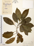 中文名:降真香(S033680)學名:Acronychia pedunculata (L.) Miq.(S033680)英文名:Acronychia