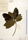 中文名:降真香(S043727)學名:Acronychia pedunculata (L.) Miq.(S043727)英文名:Acronychia