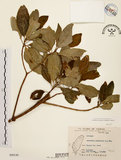 中文名:降真香(S049149)學名:Acronychia pedunculata (L.) Miq.(S049149)英文名:Acronychia