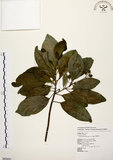 中文名:降真香(S062641)學名:Acronychia pedunculata (L.) Miq.(S062641)英文名:Acronychia