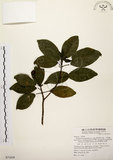 中文名:降真香(S071839)學名:Acronychia pedunculata (L.) Miq.(S071839)英文名:Acronychia