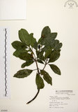 中文名:降真香(S074503)學名:Acronychia pedunculata (L.) Miq.(S074503)英文名:Acronychia