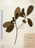 中文名:降真香(S078635)學名:Acronychia pedunculata (L.) Miq.(S078635)英文名:Acronychia