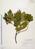 中文名:降真香(S090830)學名:Acronychia pedunculata (L.) Miq.(S090830)英文名:Acronychia