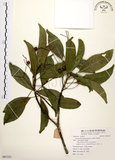中文名:降真香(S091221)學名:Acronychia pedunculata (L.) Miq.(S091221)英文名:Acronychia