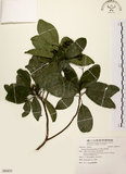 中文名:降真香(S091673)學名:Acronychia pedunculata (L.) Miq.(S091673)英文名:Acronychia