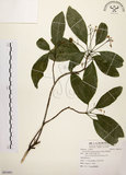 中文名:降真香(S091683)學名:Acronychia pedunculata (L.) Miq.(S091683)英文名:Acronychia