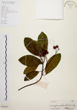 中文名:降真香(S102237)學名:Acronychia pedunculata (L.) Miq.(S102237)英文名:Acronychia