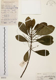 中文名:降真香(S103151)學名:Acronychia pedunculata (L.) Miq.(S103151)英文名:Acronychia