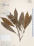 中文名:筆羅子(S019603)學名:Meliosma rigida Sieb. & Zucc.(S019603)英文名:Stiff-leaf Meliosma