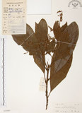 中文名:筆羅子(S037496)學名:Meliosma rigida Sieb. & Zucc.(S037496)英文名:Stiff-leaf Meliosma