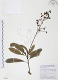 中文名:筆羅子(S088594)學名:Meliosma rigida Sieb. & Zucc.(S088594)英文名:Stiff-leaf Meliosma