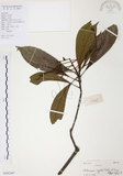 中文名:筆羅子(S102367)學名:Meliosma rigida Sieb. & Zucc.(S102367)英文名:Stiff-leaf Meliosma