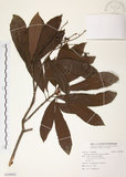 中文名:筆羅子(S109092)學名:Meliosma rigida Sieb. & Zucc.(S109092)英文名:Stiff-leaf Meliosma