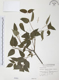 中文名:野鴉椿(S000452)學名:Euscaphis japonica (Thunb.) Kanitz(S000452)英文名:Japanese euscaphis