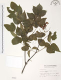 中文名:野鴉椿(S002969)學名:Euscaphis japonica (Thunb.) Kanitz(S002969)英文名:Japanese euscaphis