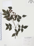 中文名:野鴉椿(S005246)學名:Euscaphis japonica (Thunb.) Kanitz(S005246)英文名:Japanese euscaphis