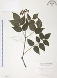 中文名:野鴉椿(S005527)學名:Euscaphis japonica (Thunb.) Kanitz(S005527)英文名:Japanese euscaphis