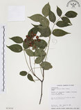 中文名:野鴉椿(S013638)學名:Euscaphis japonica (Thunb.) Kanitz(S013638)英文名:Japanese euscaphis