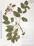 中文名:野鴉椿(S013690)學名:Euscaphis japonica (Thunb.) Kanitz(S013690)英文名:Japanese euscaphis