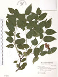 中文名:野鴉椿(S017405)學名:Euscaphis japonica (Thunb.) Kanitz(S017405)英文名:Japanese euscaphis