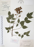 中文名:野鴉椿(S024127)學名:Euscaphis japonica (Thunb.) Dippel(S024127)