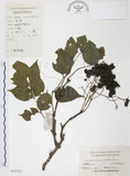 中文名:野鴉椿(S024322)學名:Euscaphis japonica (Thunb.) Dippel(S024322)