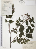 中文名:野鴉椿(S024994)學名:Euscaphis japonica (Thunb.) Dippel(S024994)