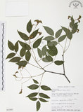 中文名:野鴉椿(S032482)學名:Euscaphis japonica (Thunb.) Kanitz(S032482)英文名:Japanese euscaphis